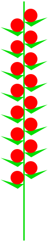 File:Inflorescences Spike Kwiatostan Kłos.svg