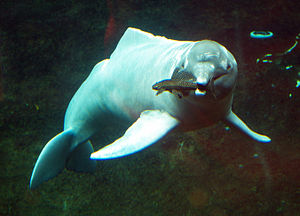 뒤스베르크 동물원의 아마존강돌고래