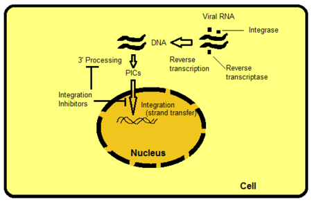 Figure 2: Integration of viral RNA into host cell DNA Integration process in host cell.png