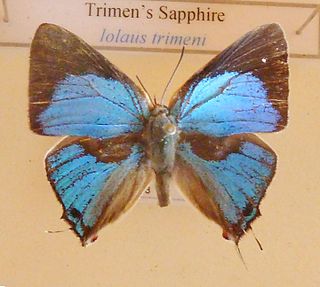 <i>Iolaus trimeni</i> Species of butterfly