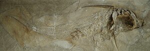 Ischyodus quenstedti from the Upper Jurassic of Solnhofen in the Paleontological Museum in Munich