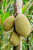 波罗蜜 Jackfruit