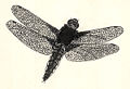 Odonata; drawing - Jan Jerzy Karpiński.