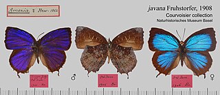 <i>Mahathala</i> Butterfly genus in family Lycaenidae