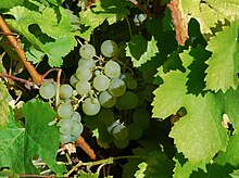 A fotografia colorida mostra um cacho de uvas brancas em close-up aninhado entre as folhas.  O aspecto quase translúcido dos bagos e as pequenas manchas douradas sugerem que a maturidade se aproxima.