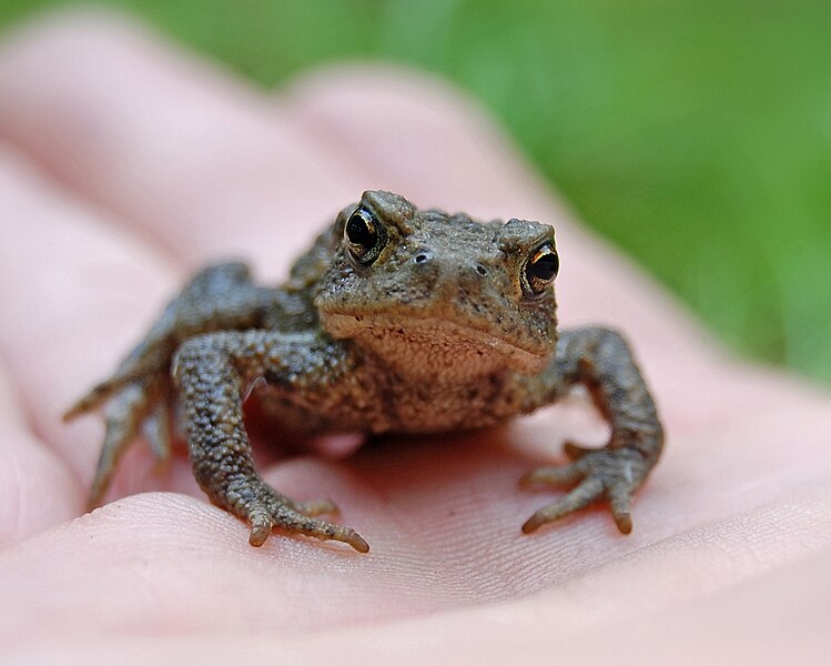 File:Juvenile Toad.jpg