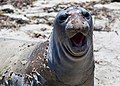 * Nomination Juvenile elephant seal (Mirounga angustirostris) during molt, Año Nuevo State Park, California --Frank Schulenburg 03:13, 29 May 2018 (UTC) * Promotion Good quality. -- Johann Jaritz 03:38, 29 May 2018 (UTC)