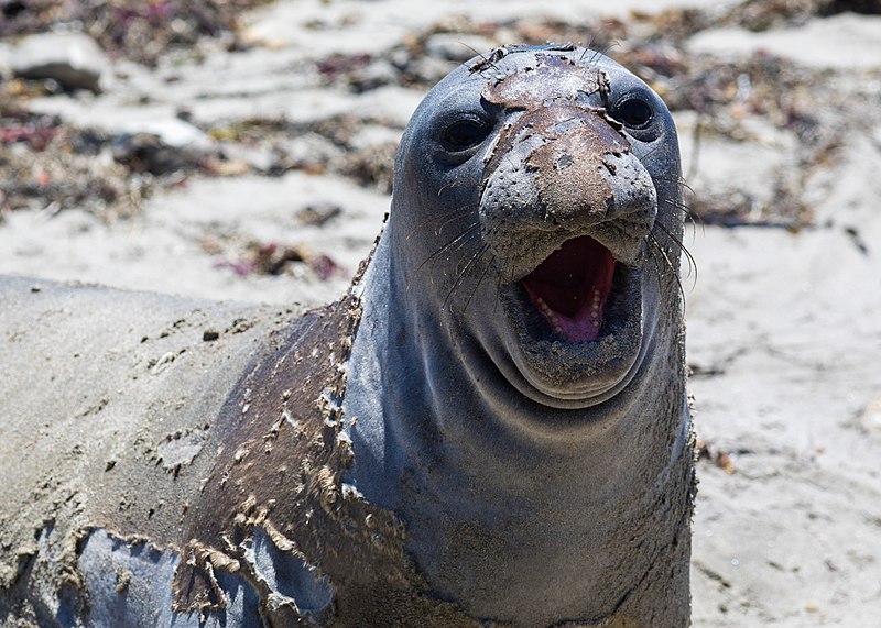 File:Juvenile elephant seal during molt.jpg
