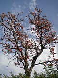 Vorschaubild für Malabar-Lackbaum