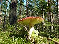 Kamianka Shatskyi Volynska-Rostanskyi reserve-Russula caerulea.jpg