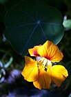 Kapuzinerkresse (Tropaeolum majus) IMG 7697.JPG