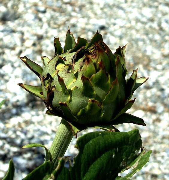 File:Kardoen (Cynara cardunculus).jpg