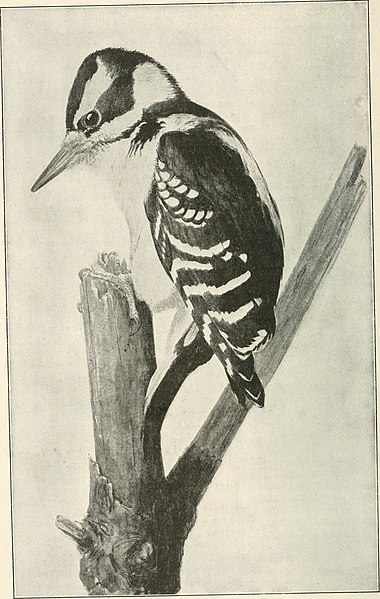 File:Key to North American birds. Containing a concise account of every species of living and fossil bird at present known from the continent north of the Mexican and United States boundary, inclusive of (14563084077).jpg