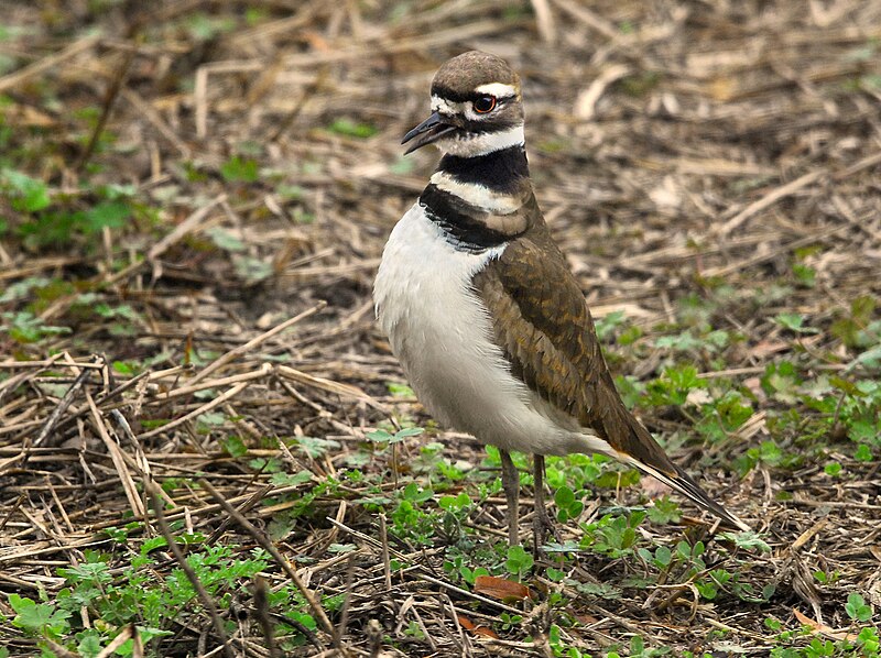 File:Kildeer at Lake Woodruff - Flickr - Andrea Westmoreland.jpg