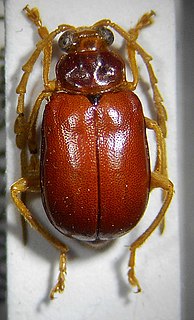 <i>Taumacera</i> Genus of leaf beetles