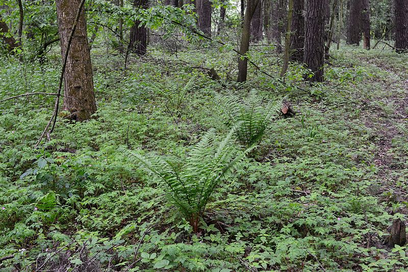 File:Kivertsi Volynska-Kivetsivske protected tract-Dryopteris filix-mas.jpg