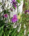 Knautia ressmannii ENBLA05.jpg