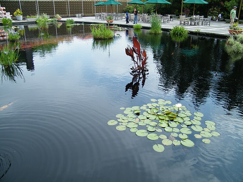 File:Koi pond at United States National Arboretum A - Stierch.jpg