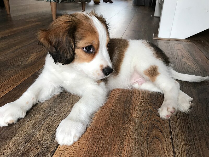 Een kooikerhondje-puppy