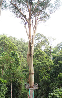 <i>Koompassia excelsa</i> species of plant