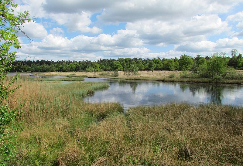 File:Kootwijkerveen.jpg