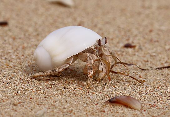 Krabbe am Strand des Rotes Meeres in Ägypten.