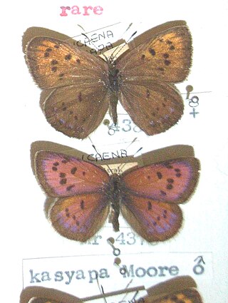 <i>Lycaena kasyapa</i> Species of butterfly