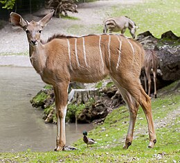 Burmistrz Kudu (Tragelaphus strepsiceros), Tierpark Hellabrunn, Monachium, Niemcy, 2012-06-17, DD 01.jpg