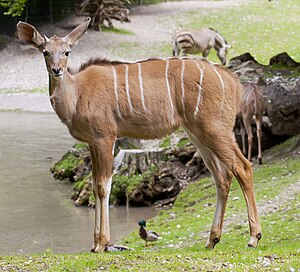 Zoo di Hellabrunn