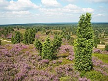 Lüneburger Heide