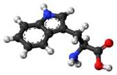 ▵ Molecuulmodel van L-tryptofaan