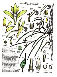 plate 036 Dendrobium bowmanii