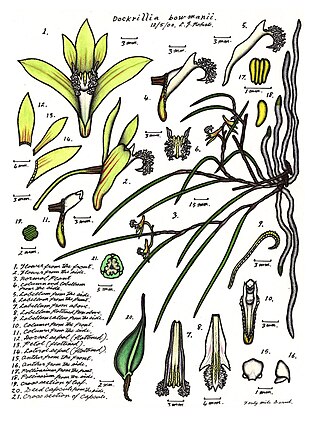 <i>Dendrobium bowmanii</i> Species of orchid