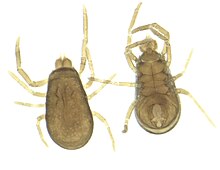 Labidostomma sp.