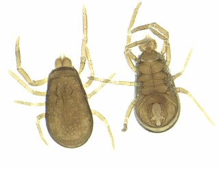 <i>Labidostomma</i> Genus of mites