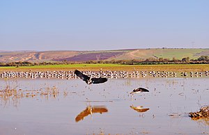 Lac Telamine.jpg