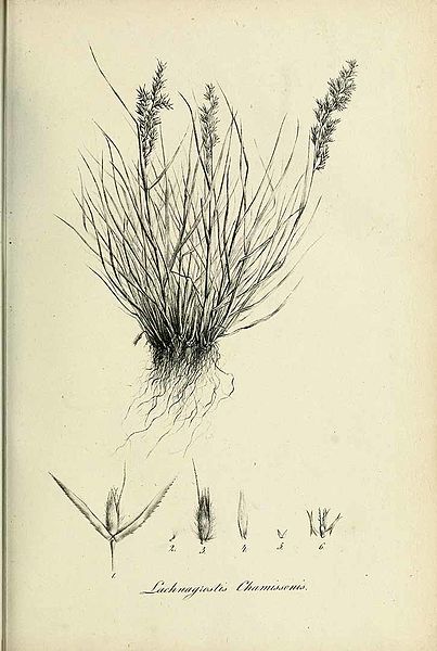 File:Lachnagrostis chamissonis - Species graminum - Volume 3.jpg