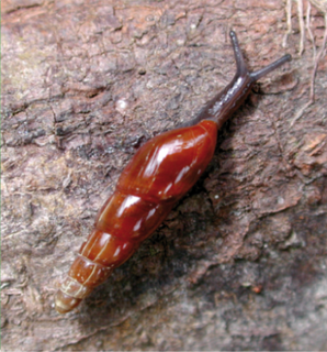 Oleacinidae Family of gastropods