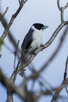 Lafresnaye'nin vangası (Xenopirostris xenopirostris) .jpg