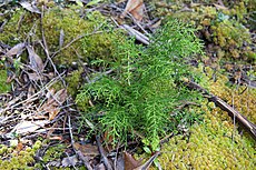 A young Huon pine (Lagarostrobos franklinii) near Clayton's Corner, Southwest National Park, Tasmania, Australia