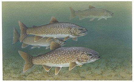 Lake trout - Wikipedia