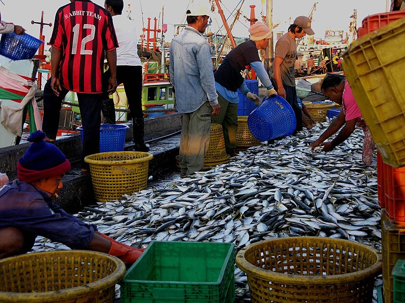 File:Landing the catch at dawn Sri Ratcha (3180650172).jpg