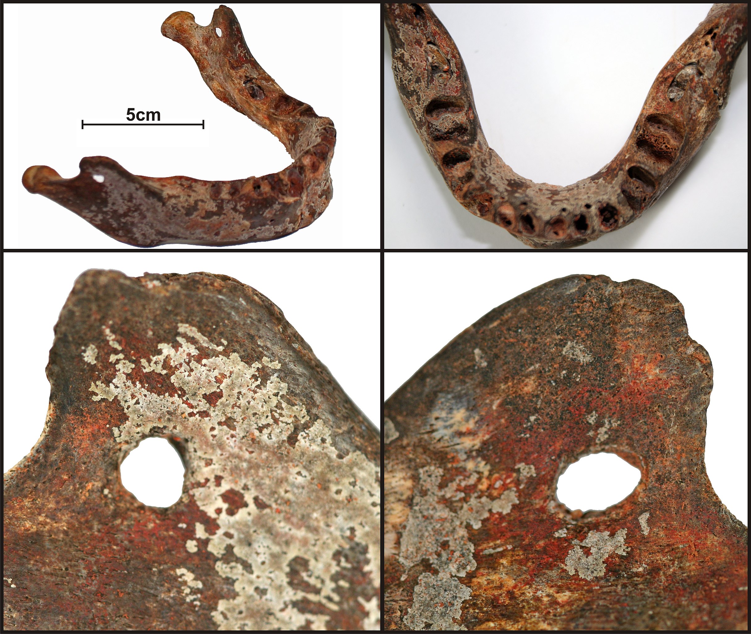 File:Lapa do Santo - Sepultamento 27 - Maxilar e mandibula.jpg