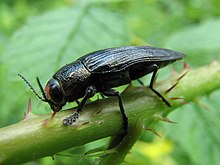 Besar Jewel Beetle - Flickr - treegrow.jpg