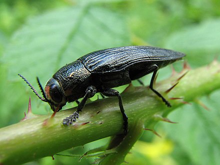 Large Jewel Beetle - Flickr - treegrow.jpg