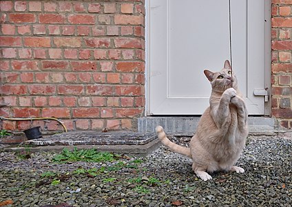 Cat pulling a string