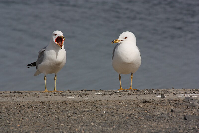 File:Larus delawarensis 1964.JPG