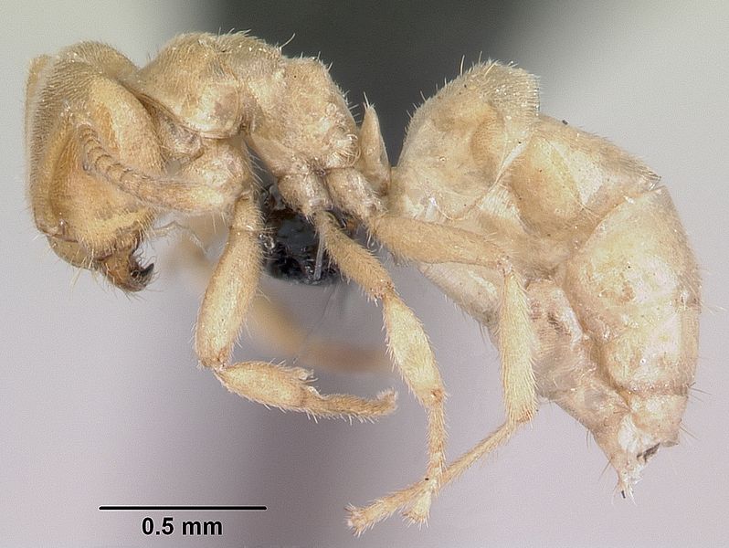 File:Lasius fallax casent0064824 profile 1.jpg