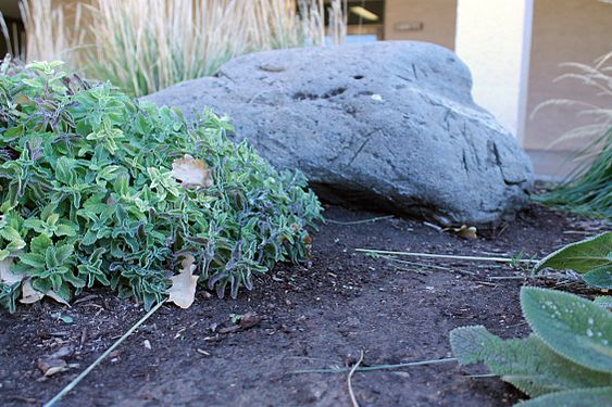 Large Lava Rock in Courtyard