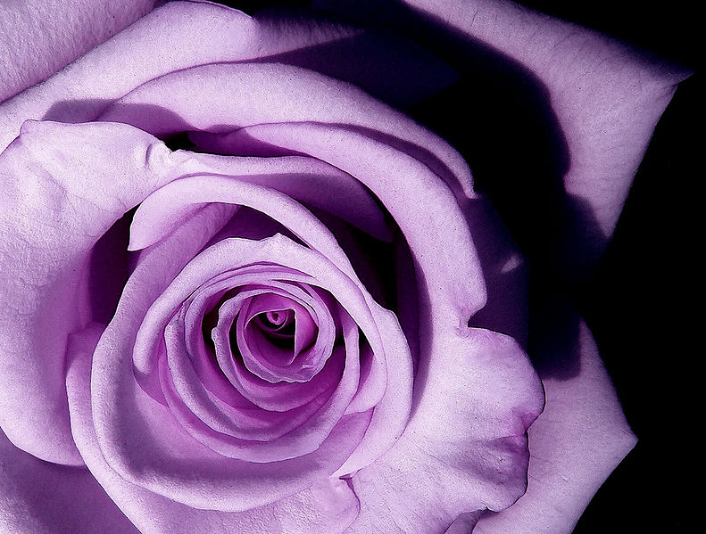 File:Lavender rose.jpg